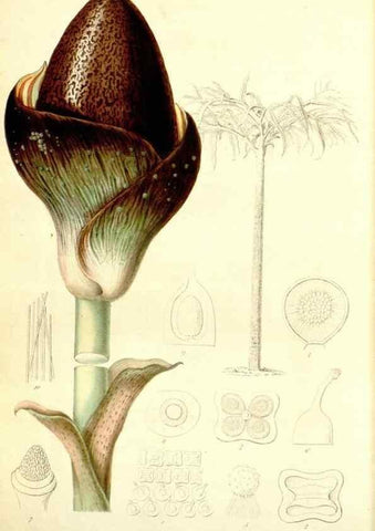 Reproducción/Reproduction 49492469347: Flore des serres et des jardins de l'Europe. A Gand :chez Louis van Houtte, eÌditeur,1845-1880.. 
