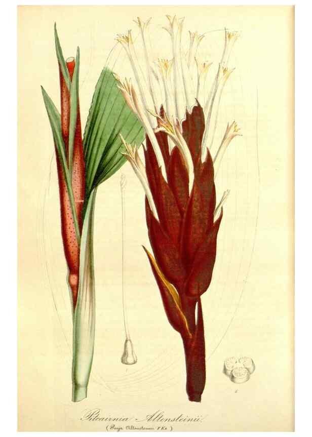 Reproducción/Reproduction 49492469642: Flore des serres et des jardins de l'Europe. A Gand :chez Louis van Houtte, eÌditeur,1845-1880.. 