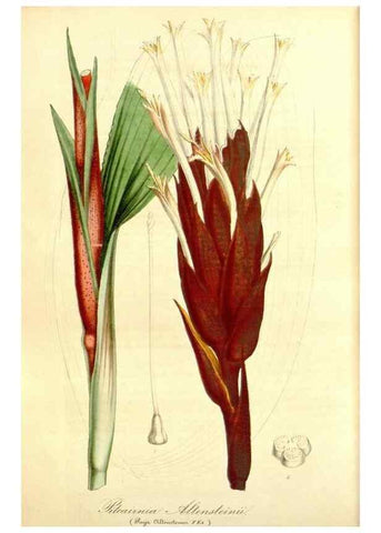 Reproducción/Reproduction 49492469642: Flore des serres et des jardins de l'Europe. A Gand :chez Louis van Houtte, eÌditeur,1845-1880.. 