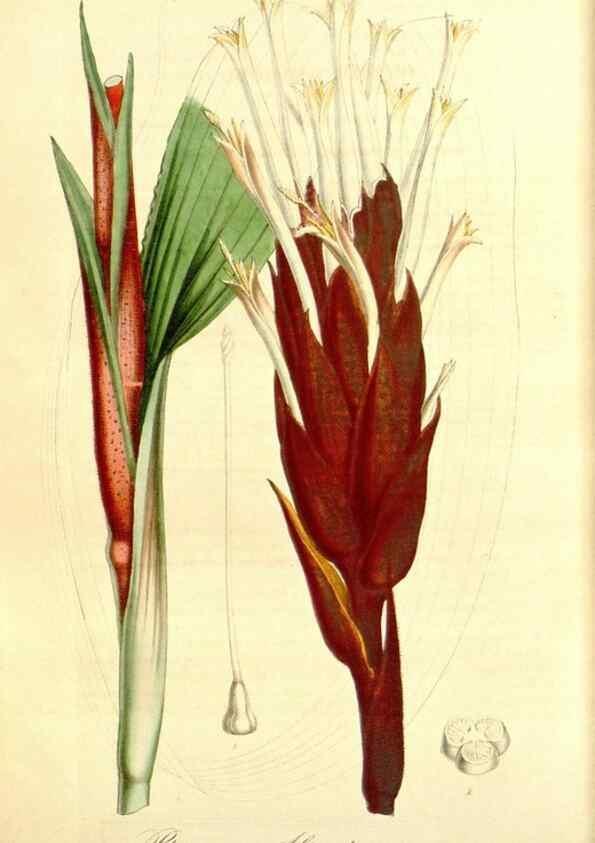 Reproducción/Reproduction 49492469642: Flore des serres et des jardins de l'Europe. A Gand :chez Louis van Houtte, eÌditeur,1845-1880.. 