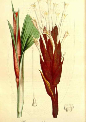 Reproducción/Reproduction 49492469642: Flore des serres et des jardins de l'Europe. A Gand :chez Louis van Houtte, eÌditeur,1845-1880.. 