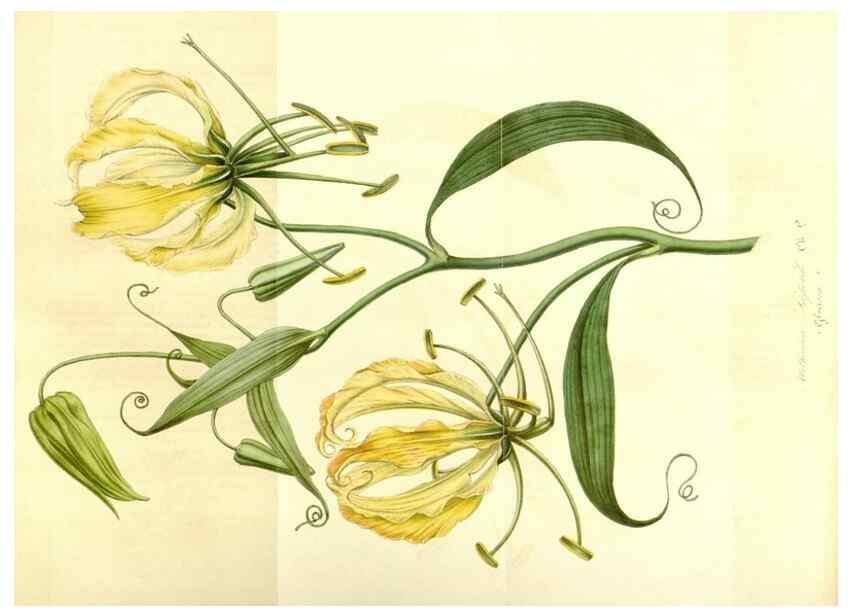 Reproducción/Reproduction 49492469827: Flore des serres et des jardins de l'Europe. A Gand :chez Louis van Houtte, eÌditeur,1845-1880.. 