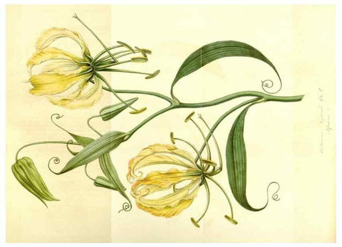 Reproducción/Reproduction 49492469827: Flore des serres et des jardins de l'Europe. A Gand :chez Louis van Houtte, eÌditeur,1845-1880.. 