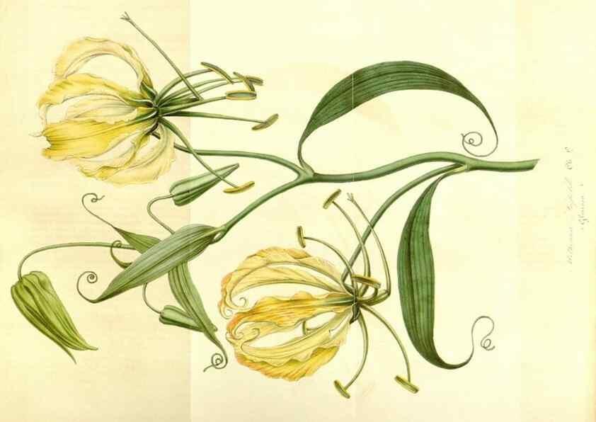 Reproducción/Reproduction 49492469827: Flore des serres et des jardins de l'Europe. A Gand :chez Louis van Houtte, eÌditeur,1845-1880.. 