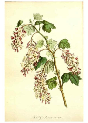 Reproducción/Reproduction 49492262446: Flore des serres et des jardins de l'Europe. A Gand :chez Louis van Houtte, eÌditeur,1845-1880.. 