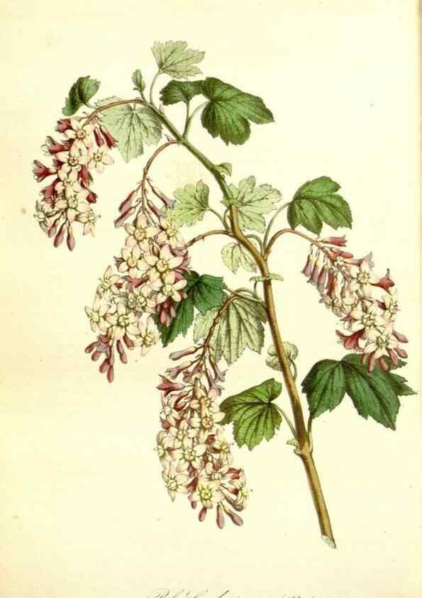 Reproducción/Reproduction 49492262446: Flore des serres et des jardins de l'Europe. A Gand :chez Louis van Houtte, eÌditeur,1845-1880.. 