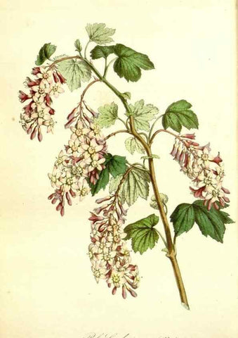 Reproducción/Reproduction 49492262446: Flore des serres et des jardins de l'Europe. A Gand :chez Louis van Houtte, eÌditeur,1845-1880.. 