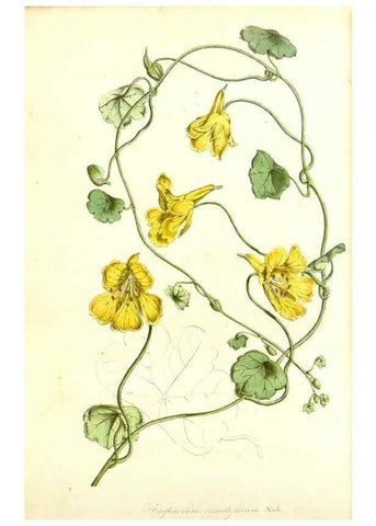 Reproducción/Reproduction 49492470257: Flore des serres et des jardins de l'Europe. A Gand :chez Louis van Houtte, eÌditeur,1845-1880.. 