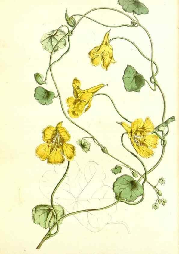Reproducción/Reproduction 49492470257: Flore des serres et des jardins de l'Europe. A Gand :chez Louis van Houtte, eÌditeur,1845-1880.. 