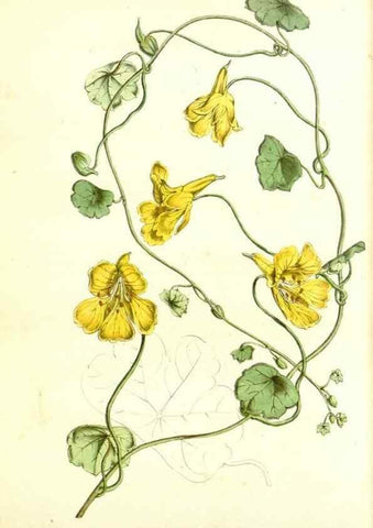 Reproducción/Reproduction 49492470257: Flore des serres et des jardins de l'Europe. A Gand :chez Louis van Houtte, eÌditeur,1845-1880.. 