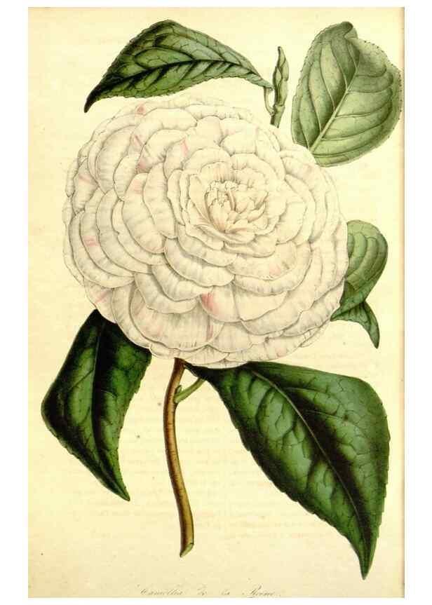 Reproducción/Reproduction 49491760943: Flore des serres et des jardins de l'Europe. A Gand :chez Louis van Houtte, eÌditeur,1845-1880.. 