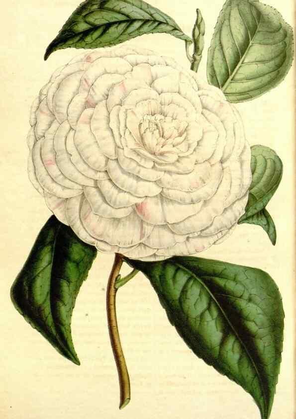Reproducción/Reproduction 49491760943: Flore des serres et des jardins de l'Europe. A Gand :chez Louis van Houtte, eÌditeur,1845-1880.. 