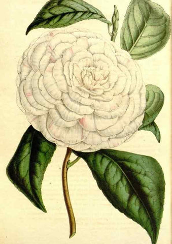 Reproducción/Reproduction 49491760943: Flore des serres et des jardins de l'Europe. A Gand :chez Louis van Houtte, eÌditeur,1845-1880.. 