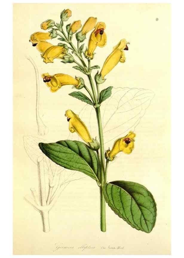Reproducción/Reproduction 49492263046: Flore des serres et des jardins de l'Europe. A Gand :chez Louis van Houtte, eÌditeur,1845-1880.. 