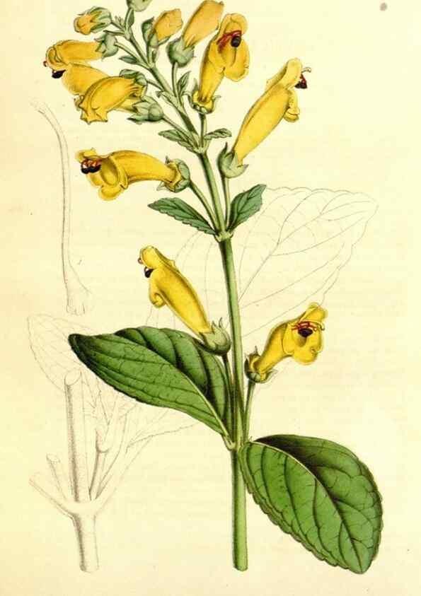 Reproducción/Reproduction 49492263046: Flore des serres et des jardins de l'Europe. A Gand :chez Louis van Houtte, eÌditeur,1845-1880.. 