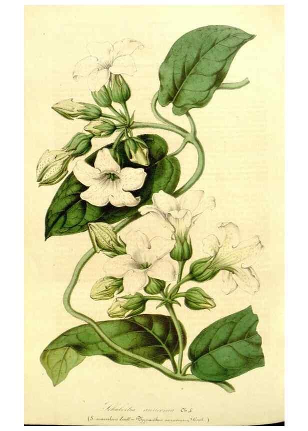 Reproducción/Reproduction 49491761393: Flore des serres et des jardins de l'Europe. A Gand :chez Louis van Houtte, eÌditeur,1845-1880.. 