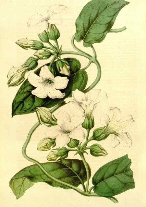 Reproducción/Reproduction 49491761393: Flore des serres et des jardins de l'Europe. A Gand :chez Louis van Houtte, eÌditeur,1845-1880.. 