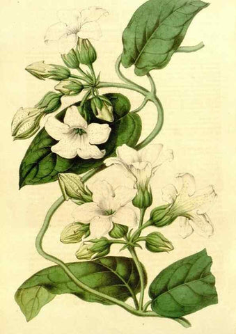 Reproducción/Reproduction 49491761393: Flore des serres et des jardins de l'Europe. A Gand :chez Louis van Houtte, eÌditeur,1845-1880.. 