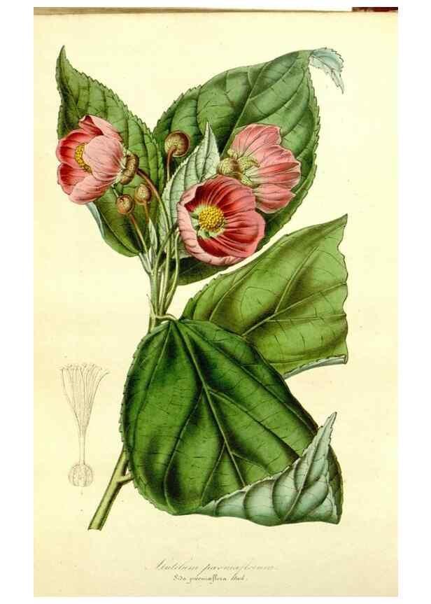 Reproducción/Reproduction 49492263526: Flore des serres et des jardins de l'Europe. A Gand :chez Louis van Houtte, eÌditeur,1845-1880.. 