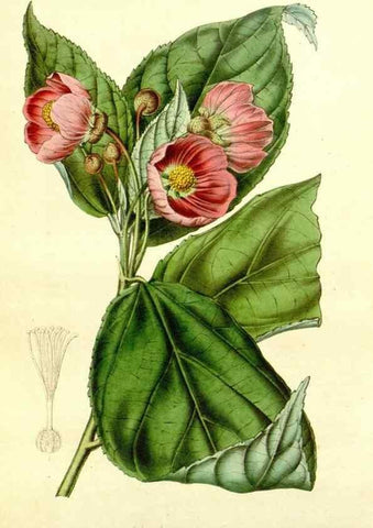 Reproducción/Reproduction 49492263526: Flore des serres et des jardins de l'Europe. A Gand :chez Louis van Houtte, eÌditeur,1845-1880.. 