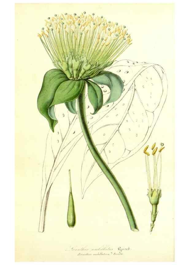 Reproducción/Reproduction 49492263756: Flore des serres et des jardins de l'Europe. A Gand :chez Louis van Houtte, eÌditeur,1845-1880.. 