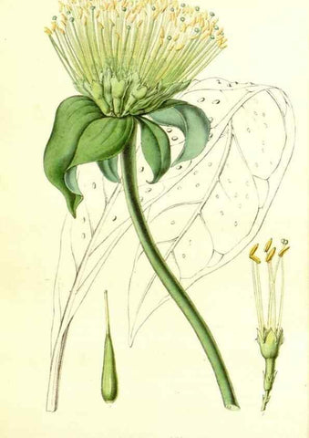 Reproducción/Reproduction 49492263756: Flore des serres et des jardins de l'Europe. A Gand :chez Louis van Houtte, eÌditeur,1845-1880.. 