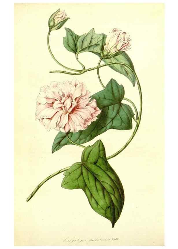 Reproducción/Reproduction 49491762108: Flore des serres et des jardins de l'Europe. A Gand :chez Louis van Houtte, eÌditeur,1845-1880.. 