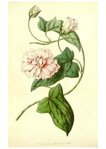 Reproducción/Reproduction 49491762108: Flore des serres et des jardins de l'Europe. A Gand :chez Louis van Houtte, eÌditeur,1845-1880.. 