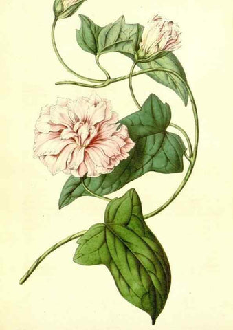 Reproducción/Reproduction 49491762108: Flore des serres et des jardins de l'Europe. A Gand :chez Louis van Houtte, eÌditeur,1845-1880.. 