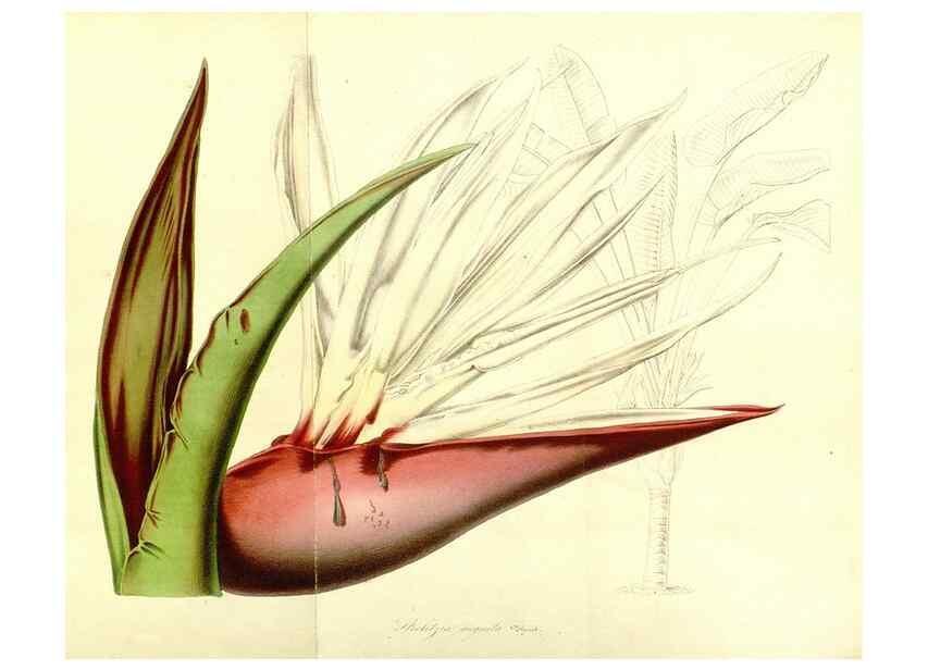 Reproducción/Reproduction 49492264261: Flore des serres et des jardins de l'Europe. A Gand :chez Louis van Houtte, eÌditeur,1845-1880.. 