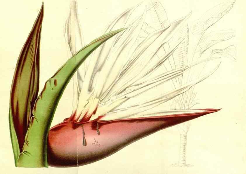 Reproducción/Reproduction 49492264261: Flore des serres et des jardins de l'Europe. A Gand :chez Louis van Houtte, eÌditeur,1845-1880.. 
