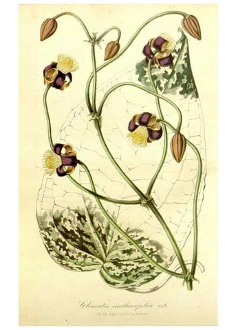 Reproducción/Reproduction 49492471997: Flore des serres et des jardins de l'Europe. A Gand :chez Louis van Houtte, eÌditeur,1845-1880.. 