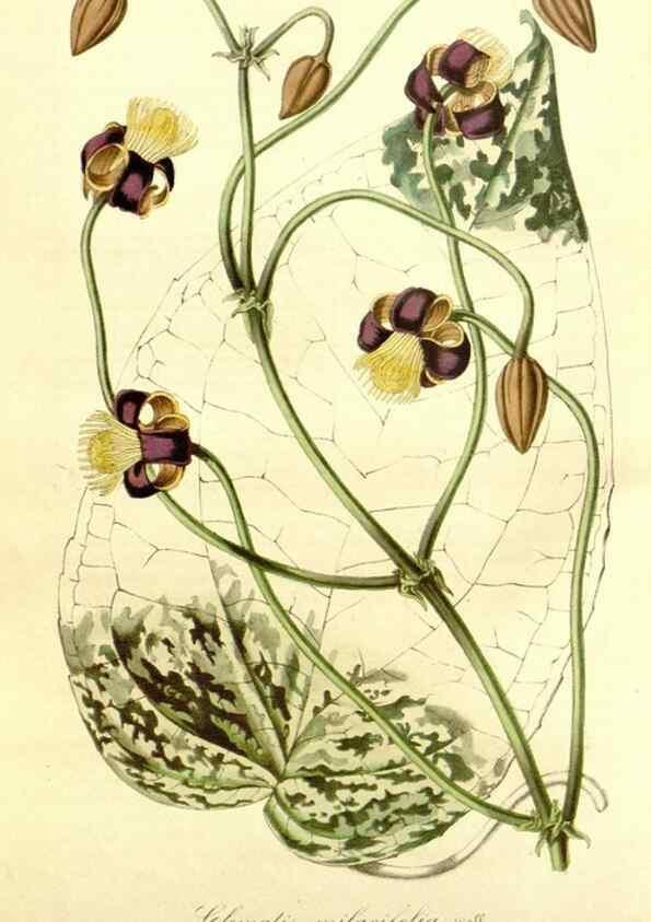 Reproducción/Reproduction 49492471997: Flore des serres et des jardins de l'Europe. A Gand :chez Louis van Houtte, eÌditeur,1845-1880.. 