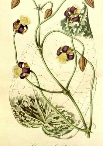 Reproducción/Reproduction 49492471997: Flore des serres et des jardins de l'Europe. A Gand :chez Louis van Houtte, eÌditeur,1845-1880.. 