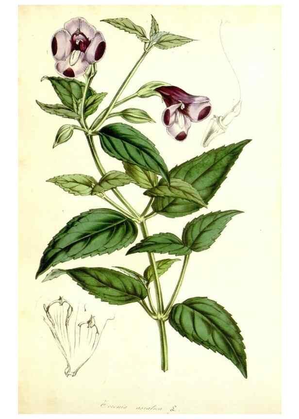 Reproducción/Reproduction 49492468517: Flore des serres et des jardins de l'Europe. A Gand :chez Louis van Houtte, eÌditeur,1845-1880.. 