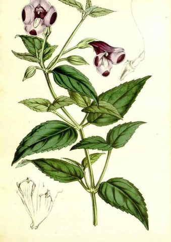 Reproducción/Reproduction 49492468517: Flore des serres et des jardins de l'Europe. A Gand :chez Louis van Houtte, eÌditeur,1845-1880.. 