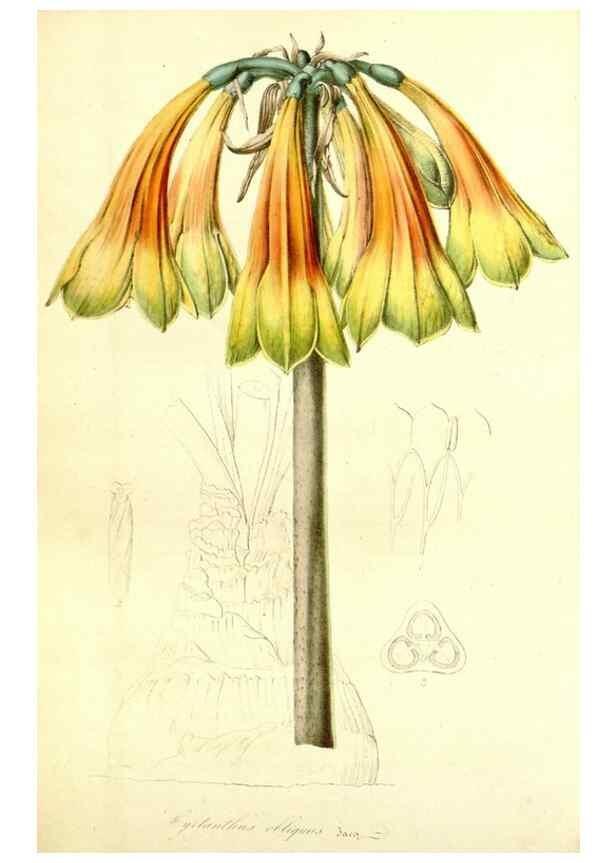 Reproducción/Reproduction 49491758913: Flore des serres et des jardins de l'Europe. A Gand :chez Louis van Houtte, eÌditeur,1845-1880.. 