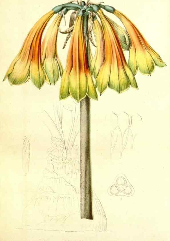 Reproducción/Reproduction 49491758913: Flore des serres et des jardins de l'Europe. A Gand :chez Louis van Houtte, eÌditeur,1845-1880.. 