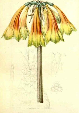 Reproducción/Reproduction 49491758913: Flore des serres et des jardins de l'Europe. A Gand :chez Louis van Houtte, eÌditeur,1845-1880.. 