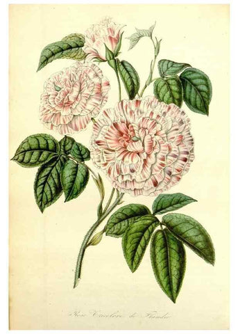 Reproducción/Reproduction 49492260686: Flore des serres et des jardins de l'Europe. A Gand :chez Louis van Houtte, eÌditeur,1845-1880.. 