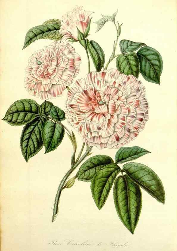 Reproducción/Reproduction 49492260686: Flore des serres et des jardins de l'Europe. A Gand :chez Louis van Houtte, eÌditeur,1845-1880.. 