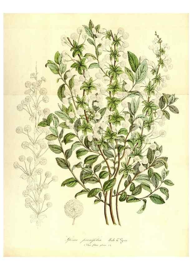 Reproducción/Reproduction 49492260476: Flore des serres et des jardins de l'Europe. A Gand :chez Louis van Houtte, eÌditeur,1845-1880.. 