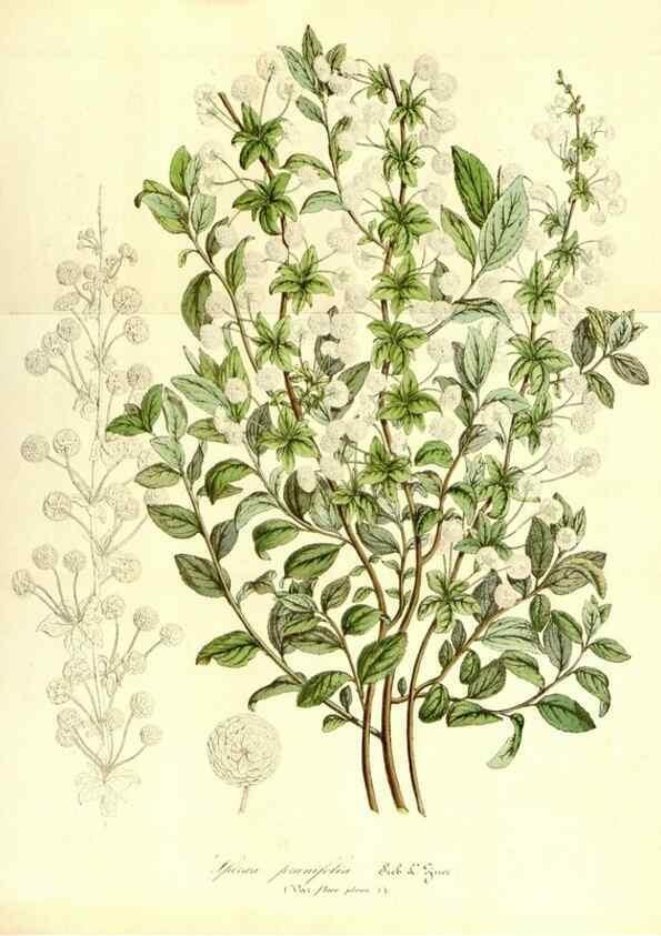 Reproducción/Reproduction 49492260476: Flore des serres et des jardins de l'Europe. A Gand :chez Louis van Houtte, eÌditeur,1845-1880.. 