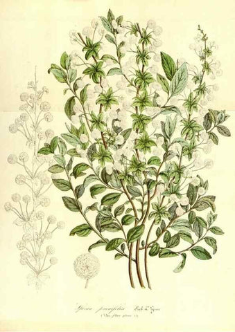 Reproducción/Reproduction 49492260476: Flore des serres et des jardins de l'Europe. A Gand :chez Louis van Houtte, eÌditeur,1845-1880.. 
