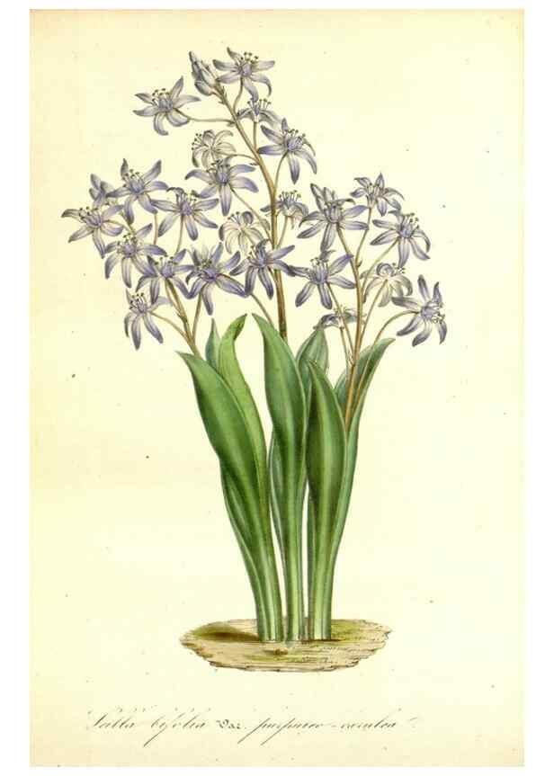 Reproducción/Reproduction 49492257576: Flore des serres et des jardins de l'Europe. A Gand :chez Louis van Houtte, eÌditeur,1845-1880.. 