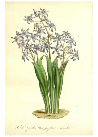 Reproducción/Reproduction 49492257576: Flore des serres et des jardins de l'Europe. A Gand :chez Louis van Houtte, eÌditeur,1845-1880.. 