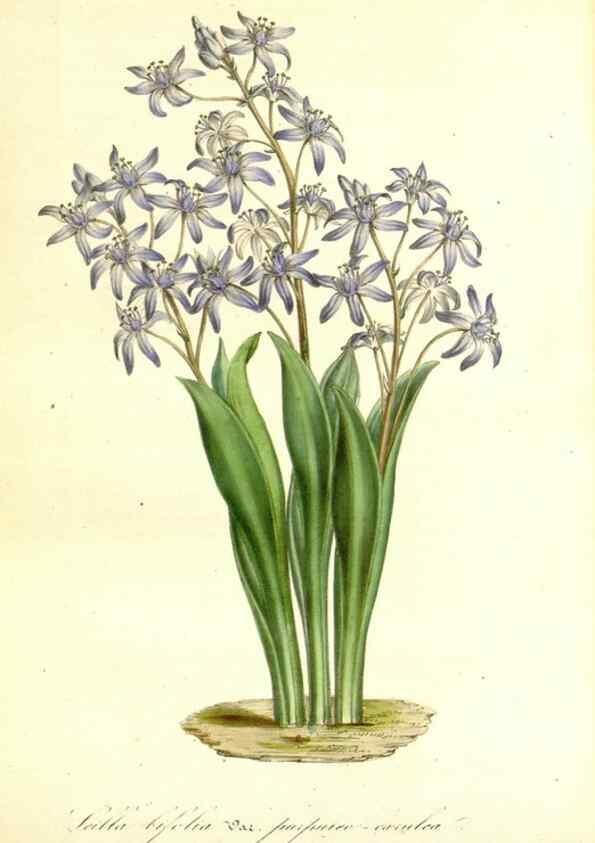 Reproducción/Reproduction 49492257576: Flore des serres et des jardins de l'Europe. A Gand :chez Louis van Houtte, eÌditeur,1845-1880.. 