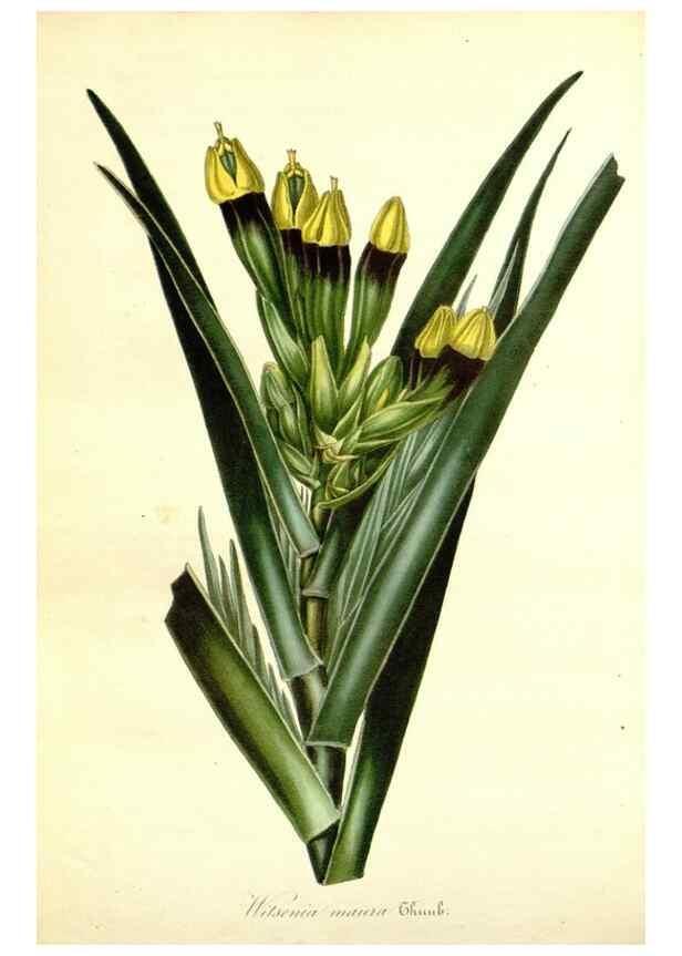 Reproducción/Reproduction 49491755718: Flore des serres et des jardins de l'Europe. A Gand :chez Louis van Houtte, eÌditeur,1845-1880.. 