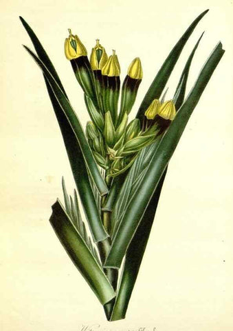 Reproducción/Reproduction 49491755718: Flore des serres et des jardins de l'Europe. A Gand :chez Louis van Houtte, eÌditeur,1845-1880.. 