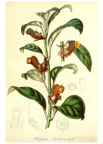 Reproducción/Reproduction 49492257931: Flore des serres et des jardins de l'Europe. A Gand :chez Louis van Houtte, eÌditeur,1845-1880.. 